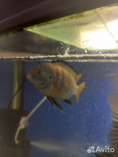 Северум,цихлиды,помпа