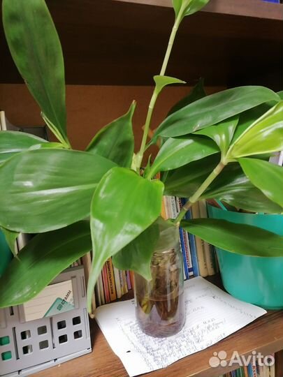 Комнатное растение