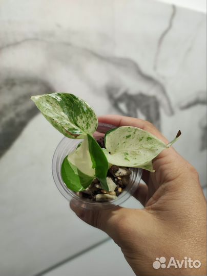 Эпипремнум Happy Leaf (Хеппи лиф)