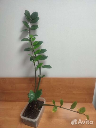 Замиокулькас