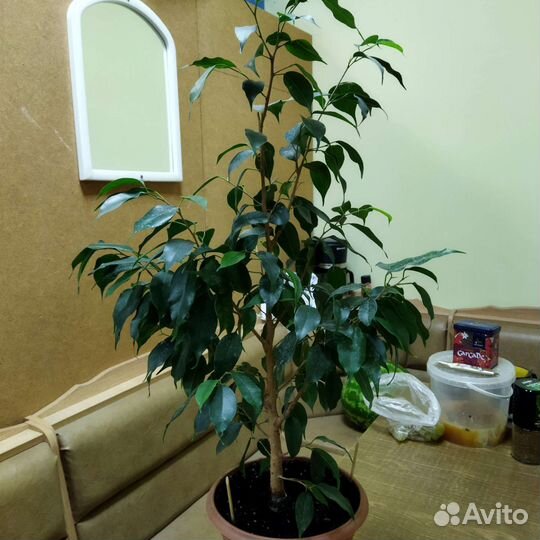 Фикус бенджамина