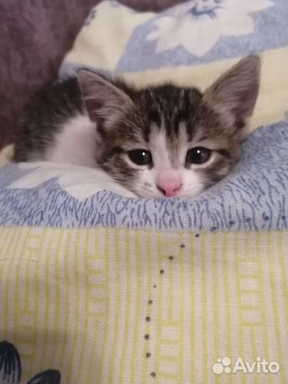 Котёнок девочка в дар бесплатно