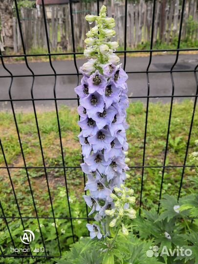 Розы, пионы, дельфиниумы