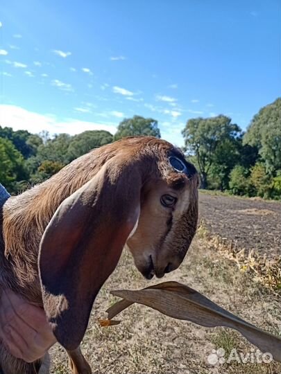 Обезроживание козлят