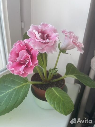Глоксиния розовая