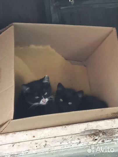 Котята в добрые руки