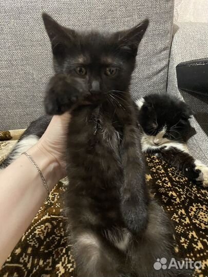 Британские котята шоколадные