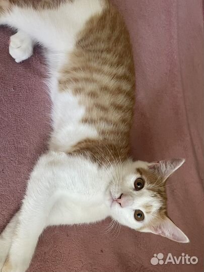 Отдам котенка