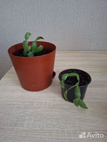 Декабрист шлюмбергера