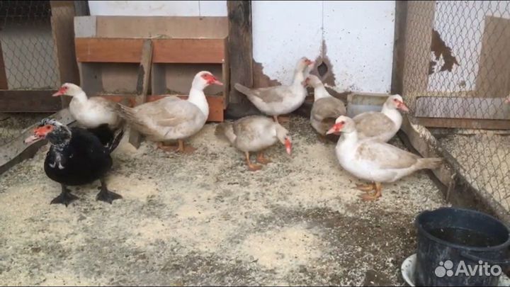 Инкубационное яйцо перепела индюка гуся индоутки