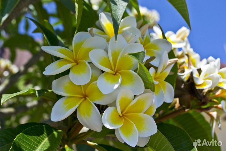 Семена: адениум, астрофитум, плюмерия, лавр