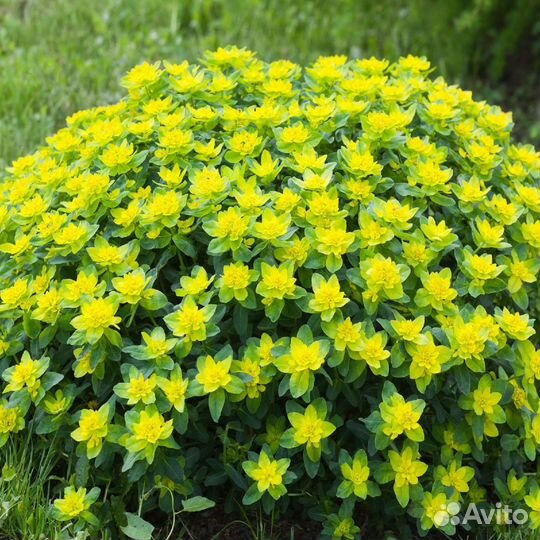 Молочай многоцветковый