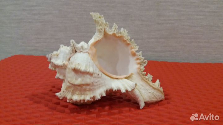 Ракушка из Доминиканской республики