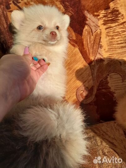 Щенки шпица