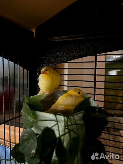 Канарейки 5 шт