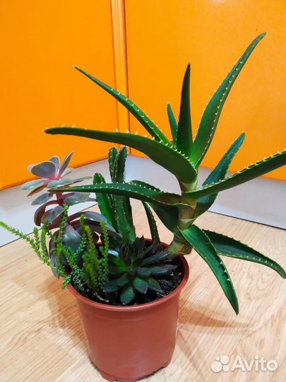 Суккуленты микс