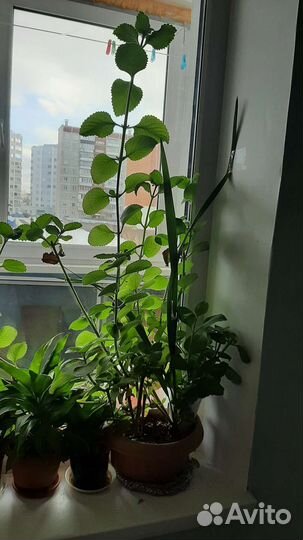 Мята домашняя