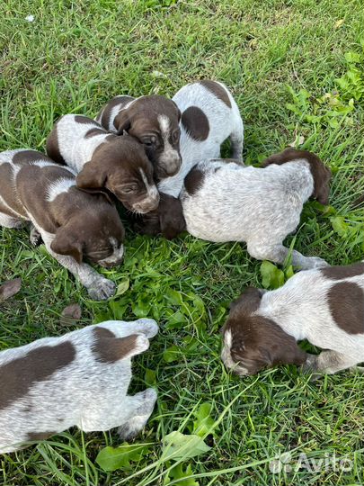 Собаки щенки курцхаар