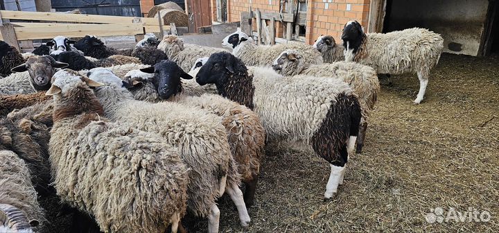 Продам Баранов