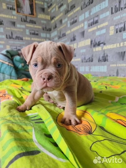 Американский Булли