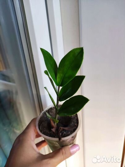 Замиокулькас