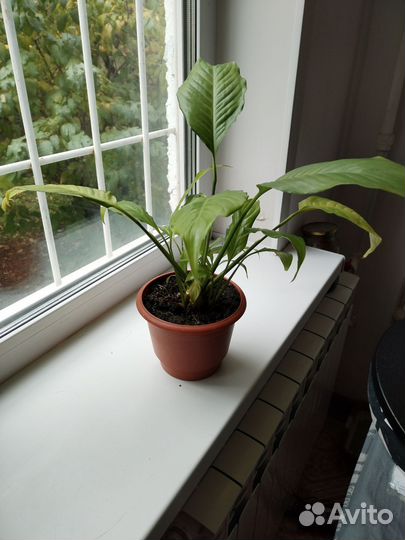 Спатифиллум