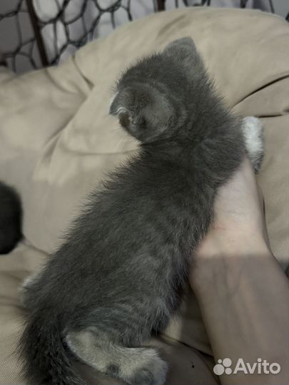 Шотладские котята