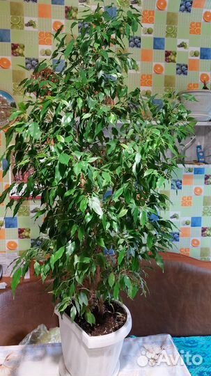 Фикус бенджамина