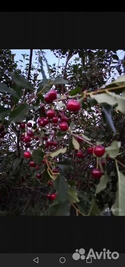 Саженцы вишни, крыжовника