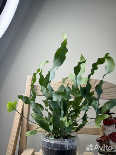 Флебодиум блю стар