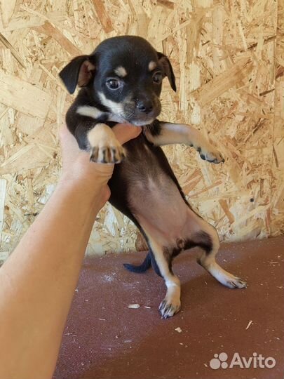 Щенки той терьер