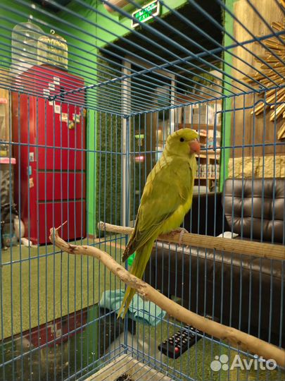 Попугай ожереловый выкормыш