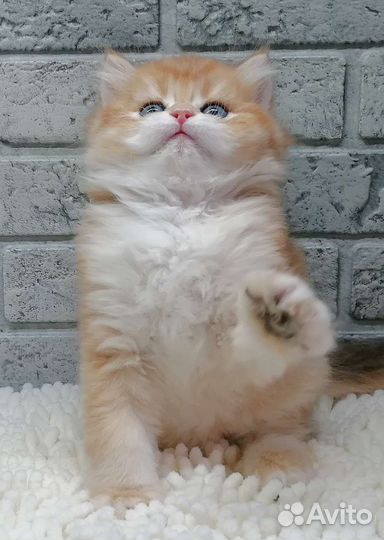 Золотая шиншилла