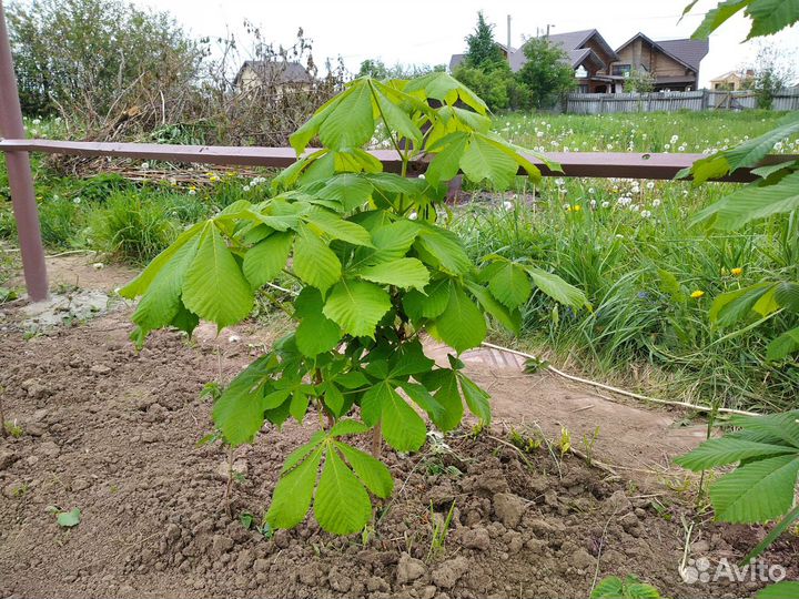 Саженцы для сада