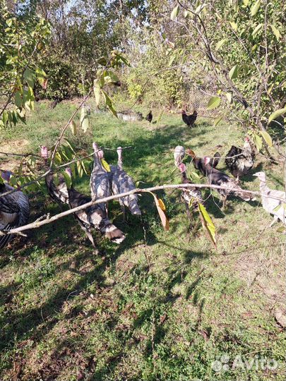 Молодые индюки петухи