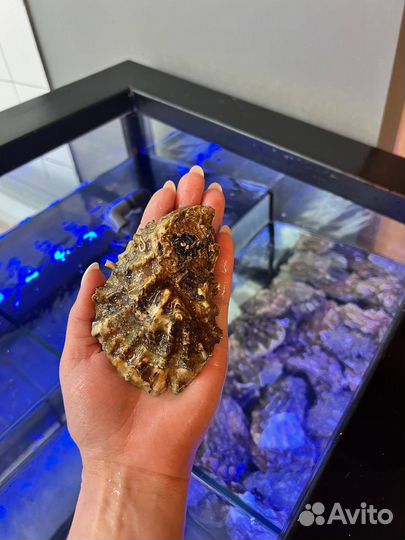 Живые устрицы