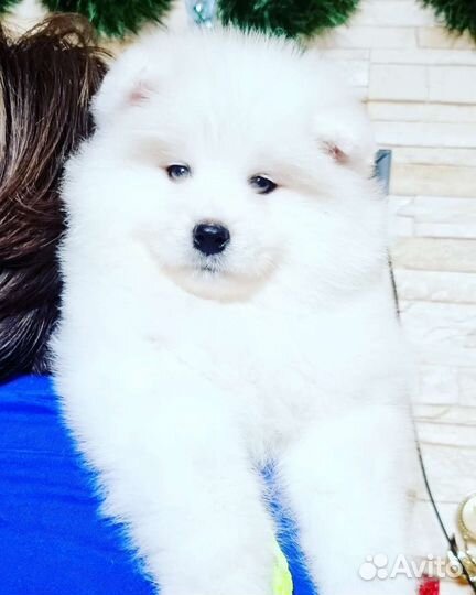 Щенки самоеда