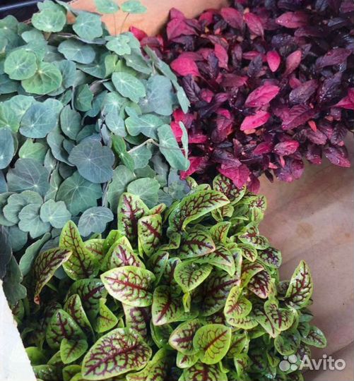 Семена для микрозелени кольраби руколы