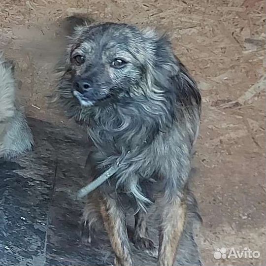 Мелкий кобелек