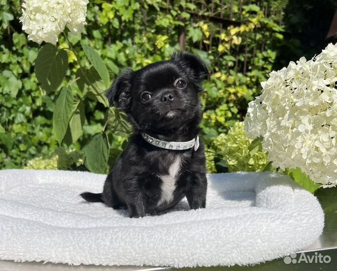 Щенки чихуахуа