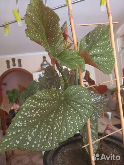 Коралловая бегония