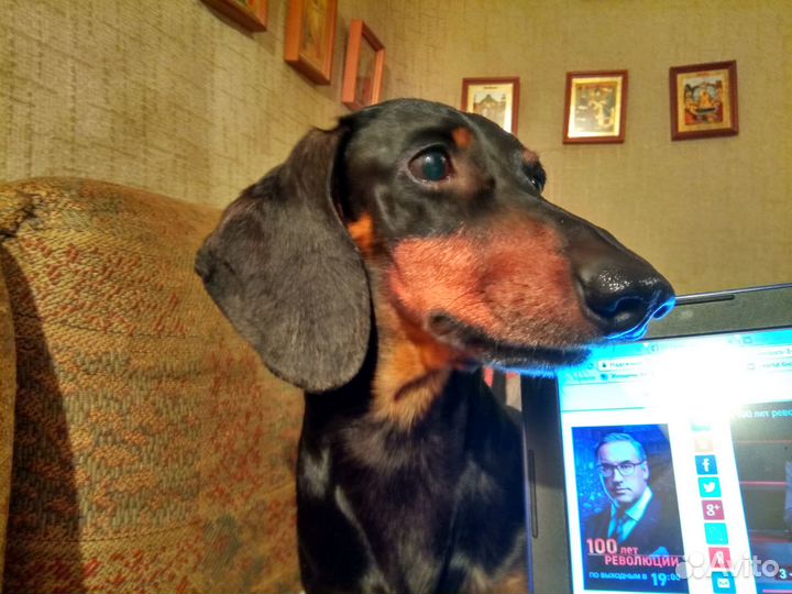 Передержка собак и кошек на время отпуска