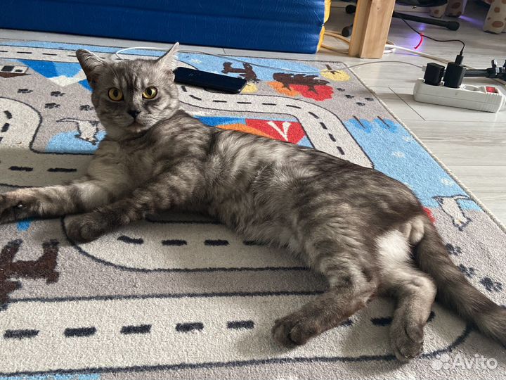 Кот -помесь британца и шотландца