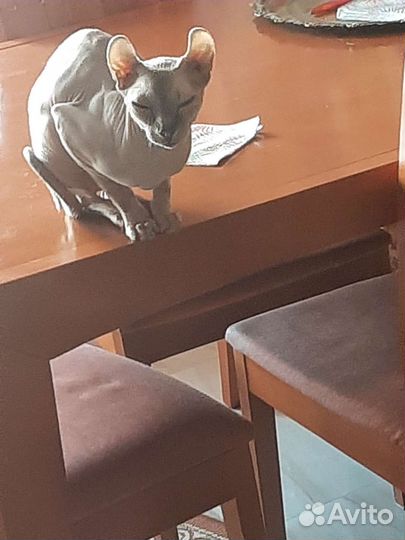 Кошка Эльф Сфинкс вязка