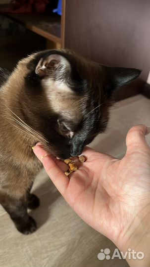 Зоопсихолог