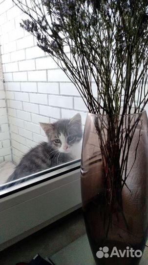 Котенок мальчик ищет дом