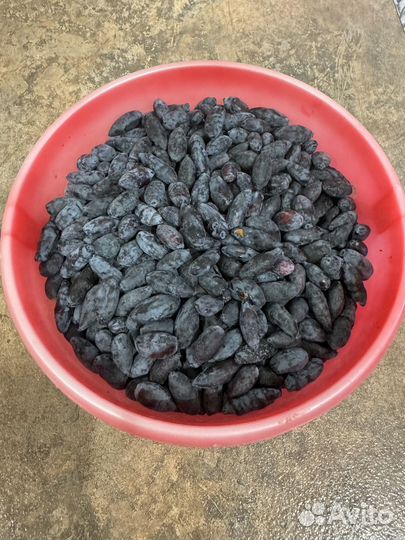 Ягода Жимолость