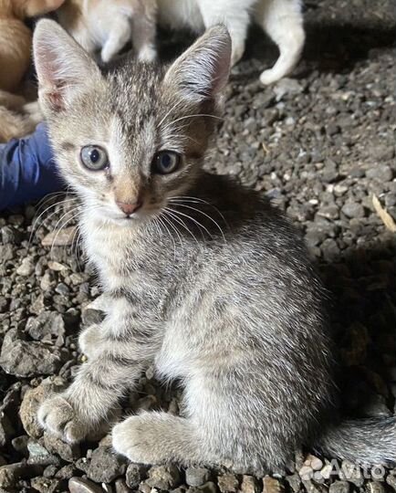 Солнечные котята в дар бесплатно