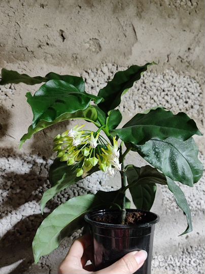 Хойя мультифлора