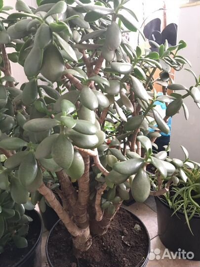 Крассула толстянка